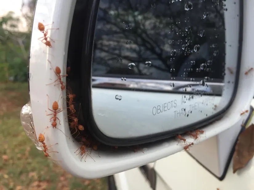 how to get rid of ants in car